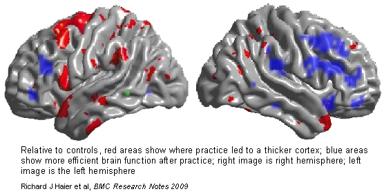 Tetris brain efficiency thicker cortex